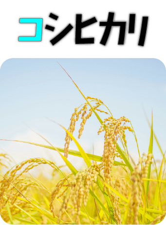 コシヒカリ