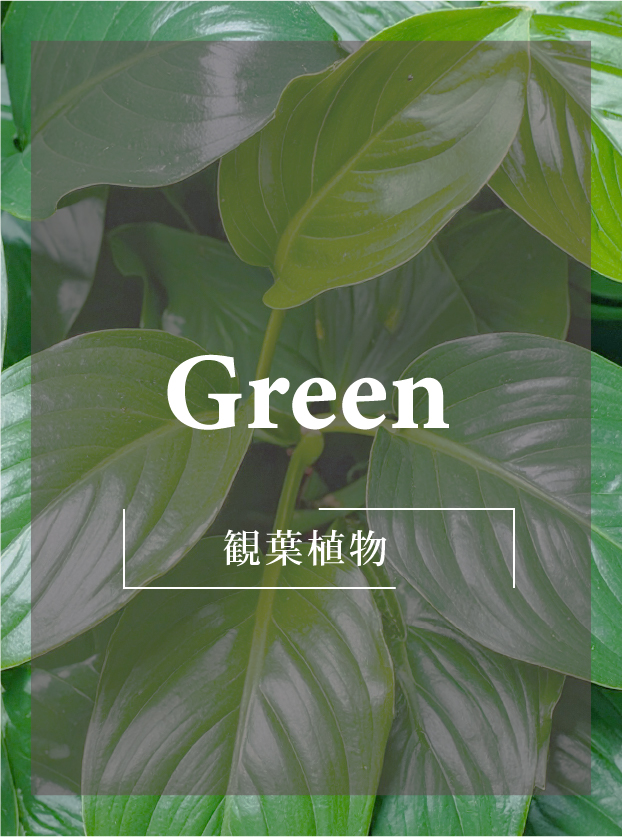 観葉植物