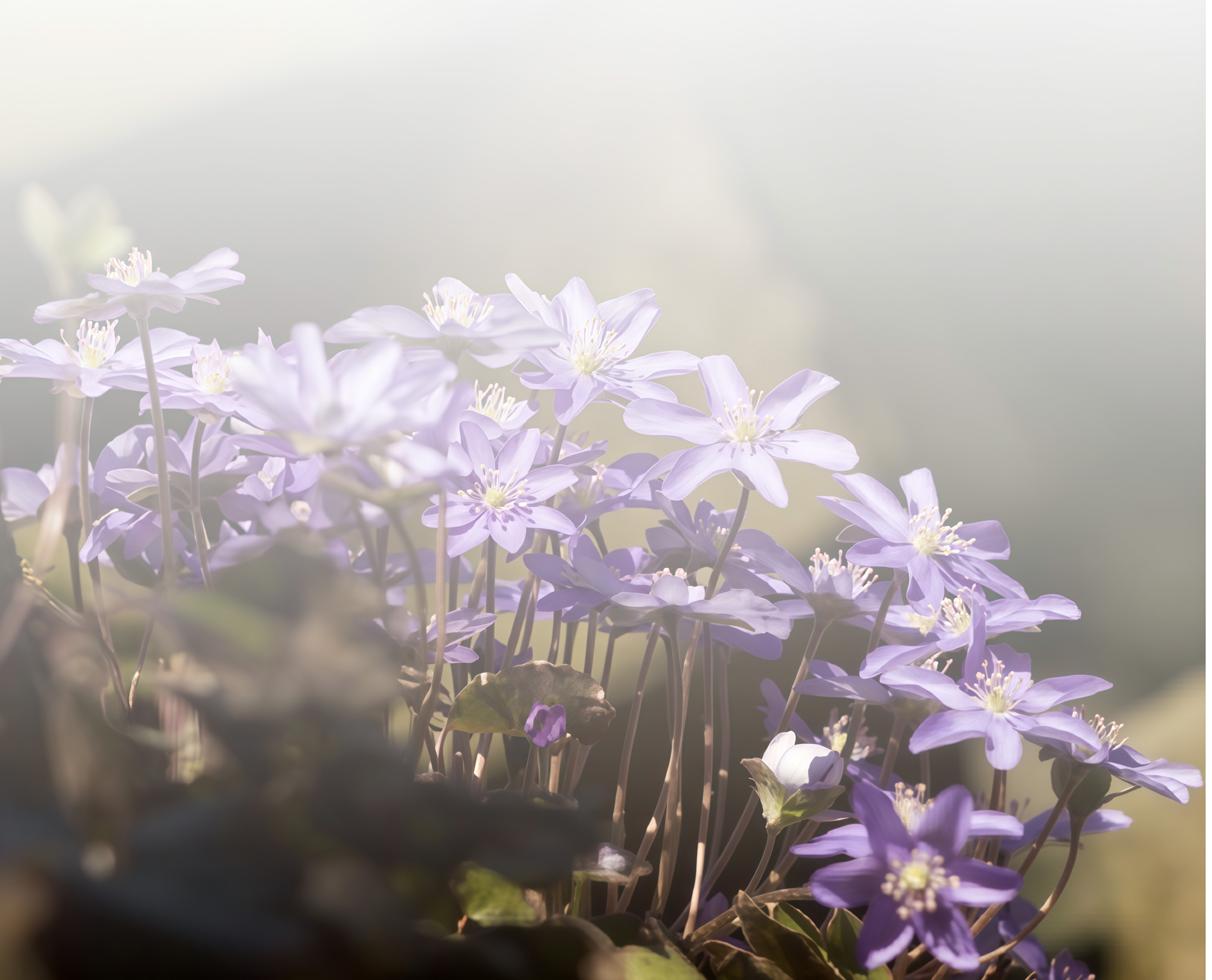 sumiの背景