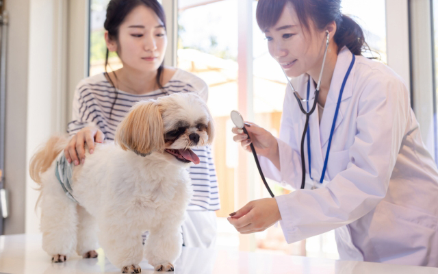 犬を診察している写真