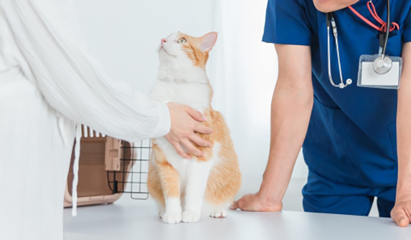 お座りしている猫