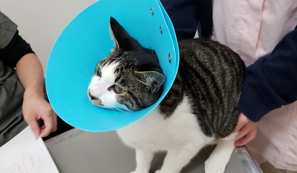 カラーを付けた猫