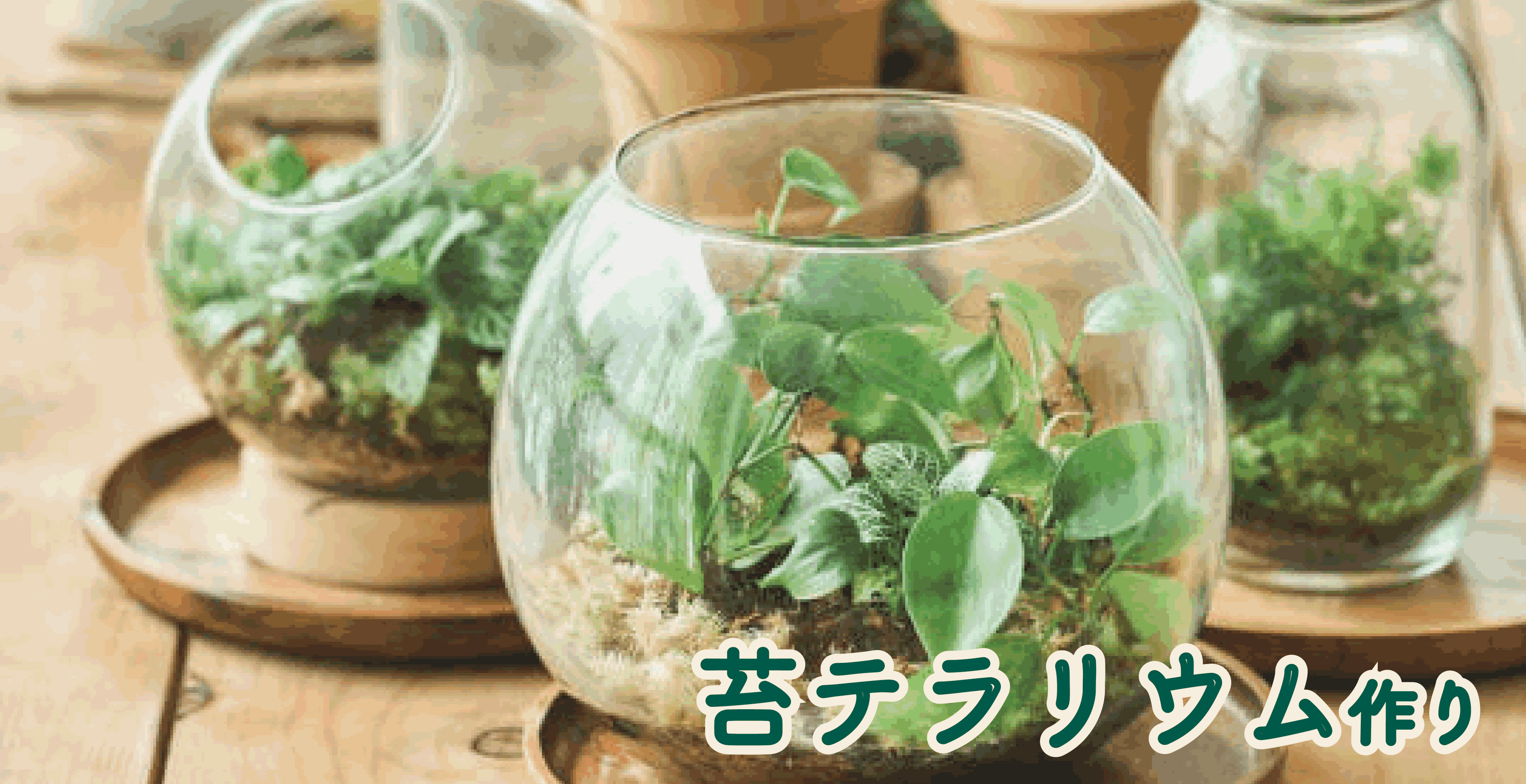 苔テラニアム作り