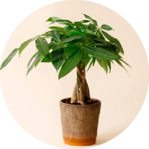 贈り物ランキング