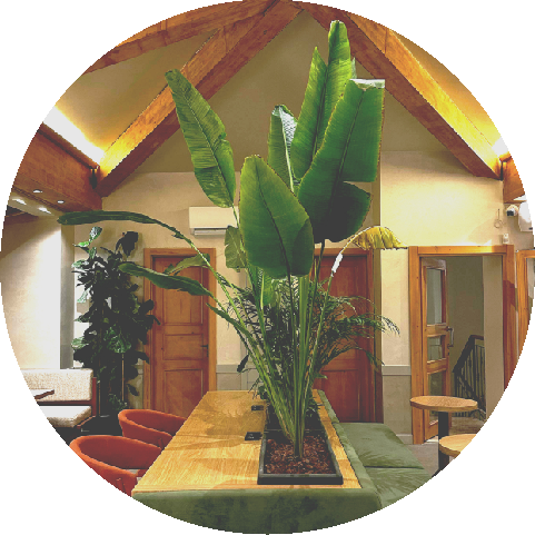 観葉植物レンタル