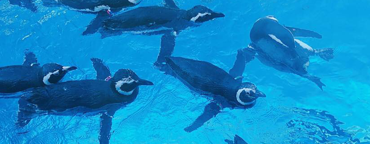 るりのと水族館とはの説明