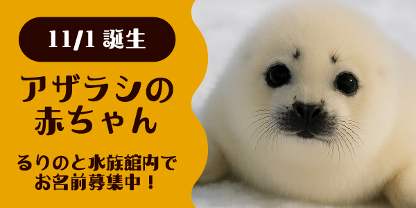 アザラシの赤ちゃんのバナー