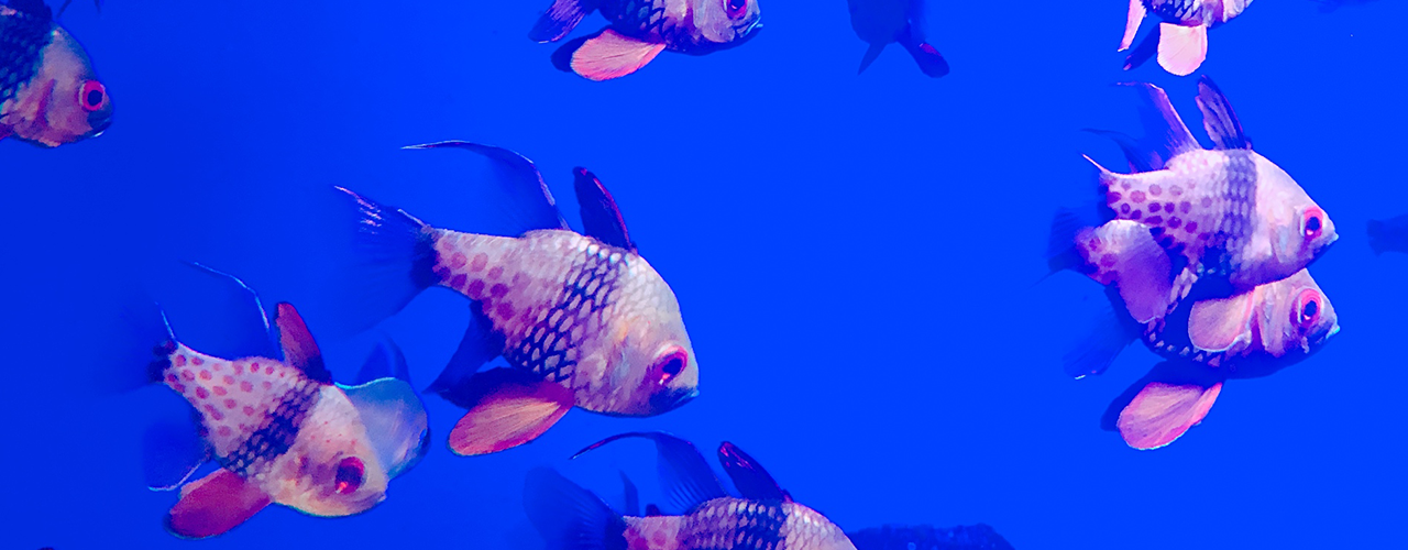 年間パスポートのメインビジュアル