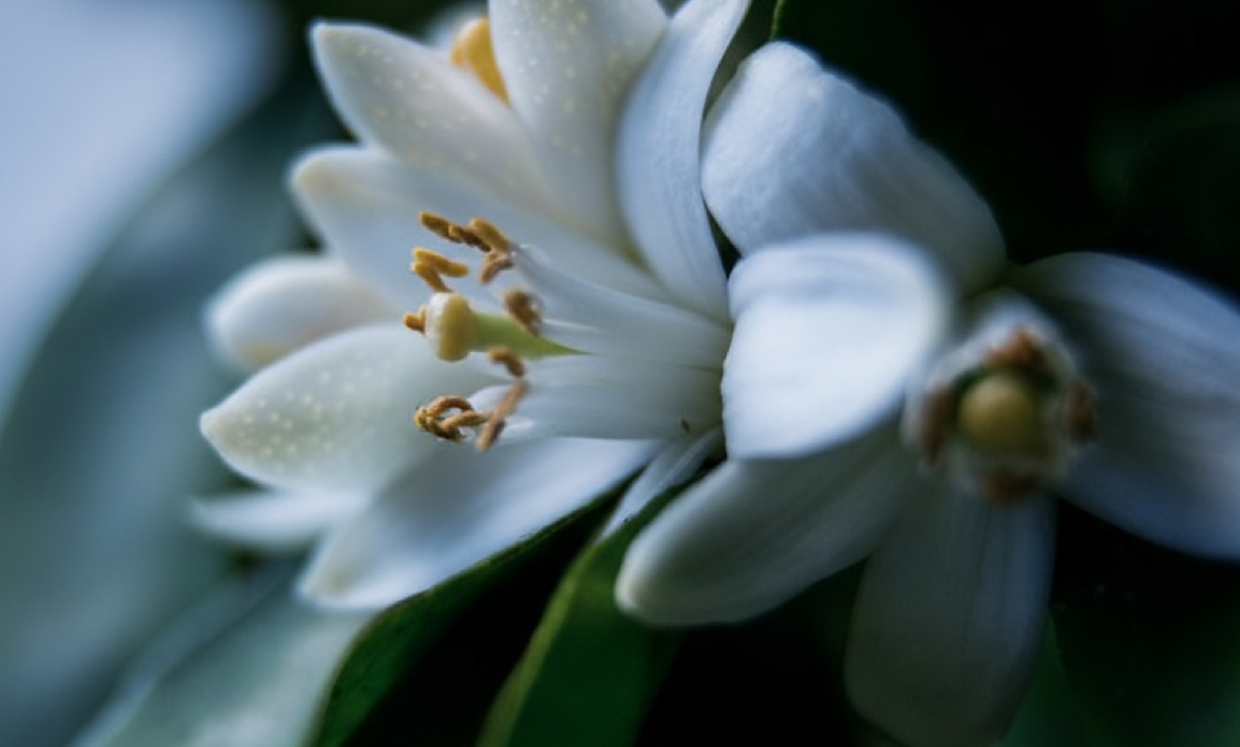 SOMNEA product main visual